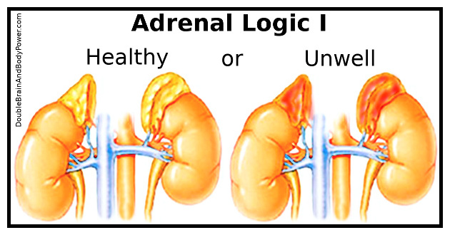 Image is titled Adrenal Logic I. Drawing of two pairs of adrenal glands atop their kidneys. On the left is a healthy pair of adrenals and to the right is an unwell pair represented by the increasing color red.
