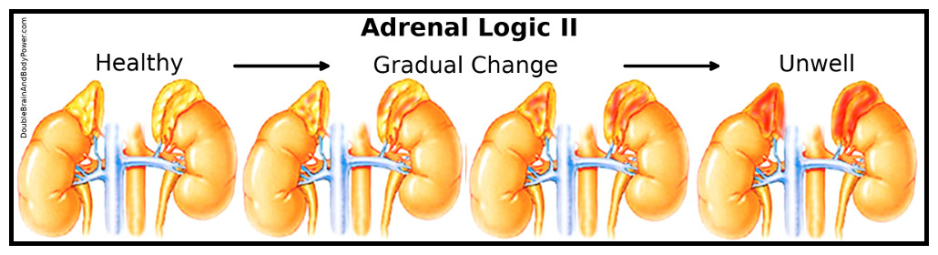 Image is titled Adrenal Logic II. Drawing of four pairs of adrenal glands atop their kidneys. From left to right is a gradual change in adrenal health represented by the increasing color red.