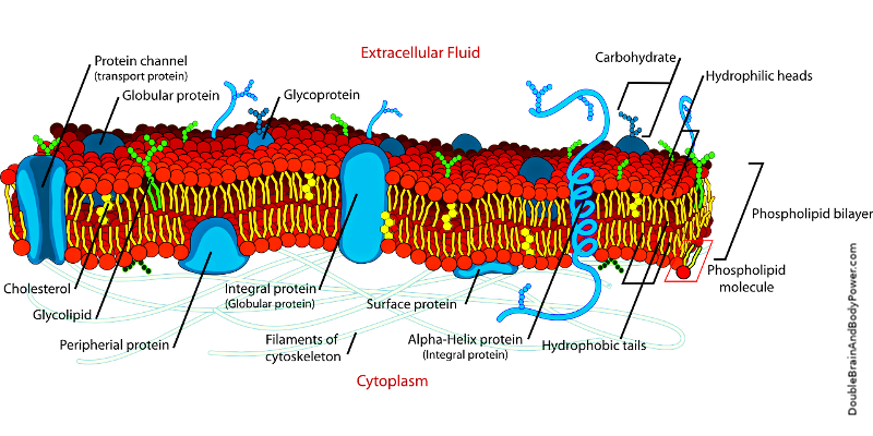 Elongated orange, yellow, and blue representation of cellular processes including proteins, protein channels, lipids, carbohydrates, cholesterol, phospholipid bilayers with hydrophilic heads and hydrophobic tails.